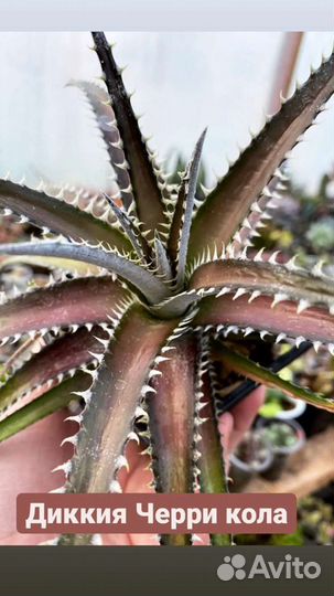 Диккия Черри кола