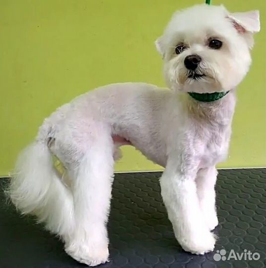 Стрижка кошек и собак у меня или с выездом