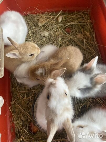 Кролики домашние