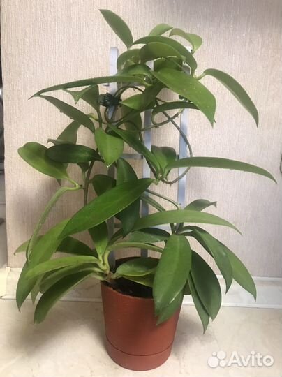 Хойя публикалис