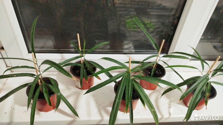 Цветок фикус али