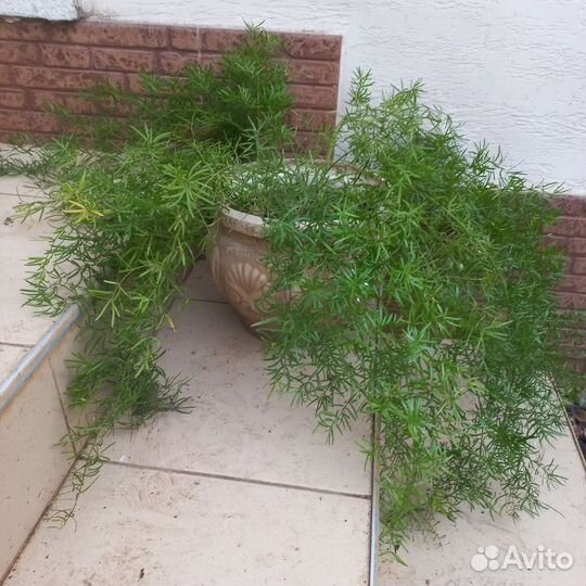 Аспарагус, хлорофитум