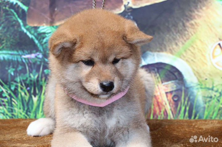 Щенки сиба шиба ину