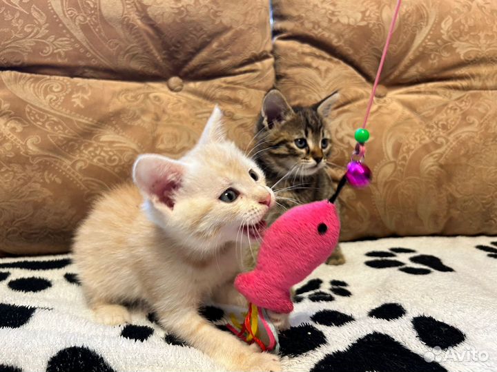 Котёнок, щенок мальчики в добрые руки бесплатно