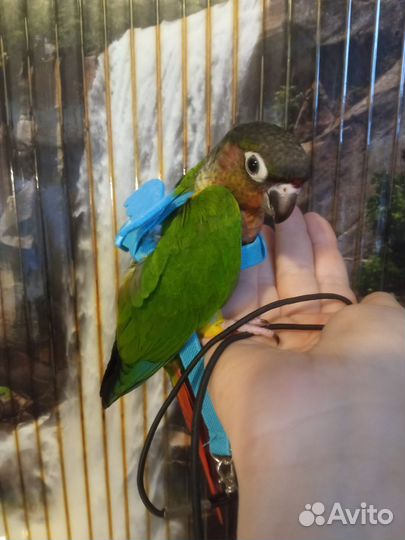 Пиррура птенцы ручные, говорящие, попугай