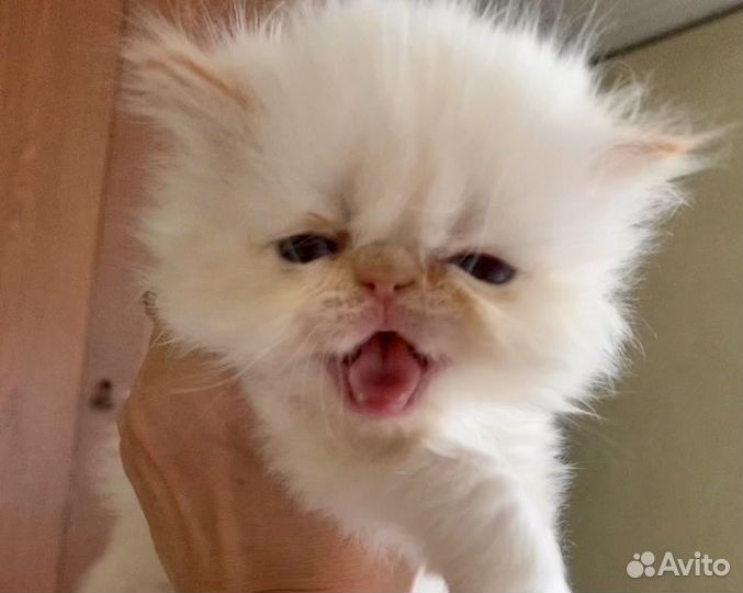 Персидская