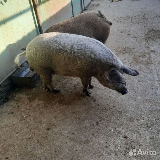 Венгерскся мангалица