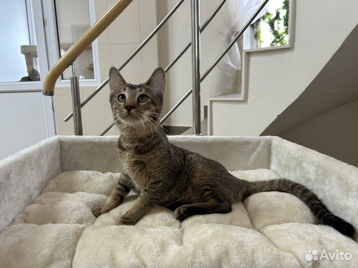 Чаузи кошечка Катарина