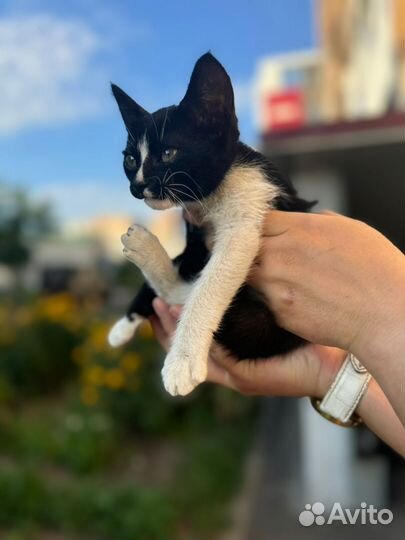 Котёнок в добрые руки