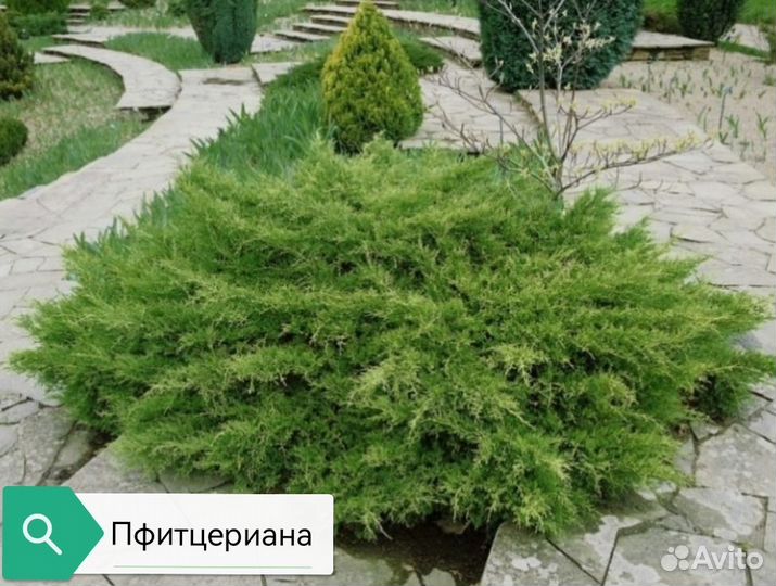 Можжевельник