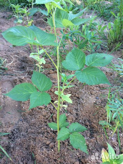 Ежевика ягода и саженцы