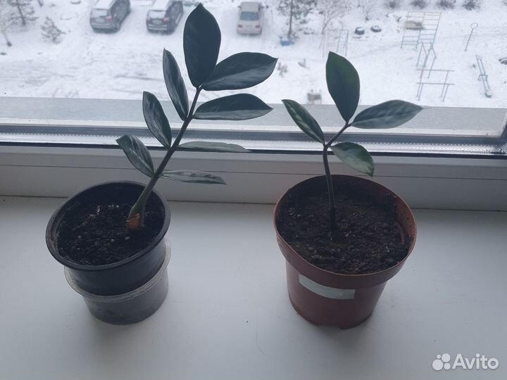 Замиокулькас