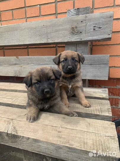 Метис немецкой овчарки