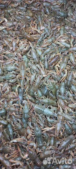 Продам живые раки