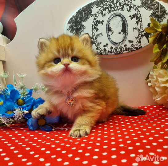 Британские золотые котята с документами