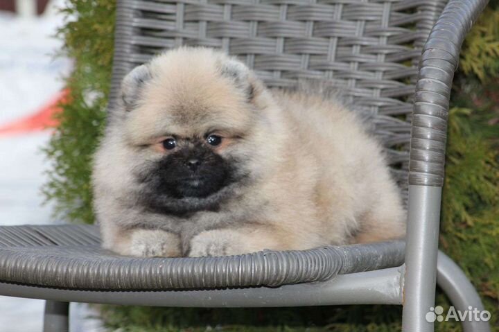 Померанский шпиц мини микро