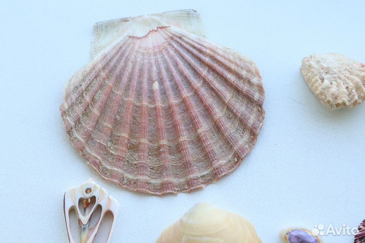 Набор ракушек разные