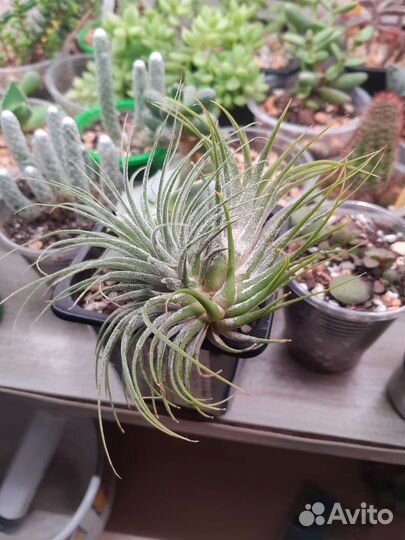 Тилландсия атмосферная