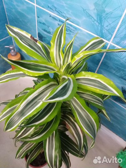 Продам драцену