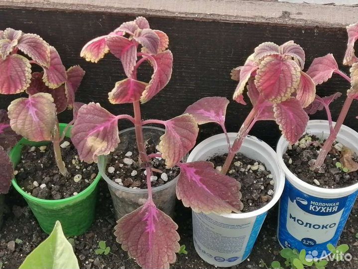 Излишки колеусов. Три сорта