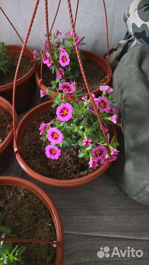 Цветы в кашпо