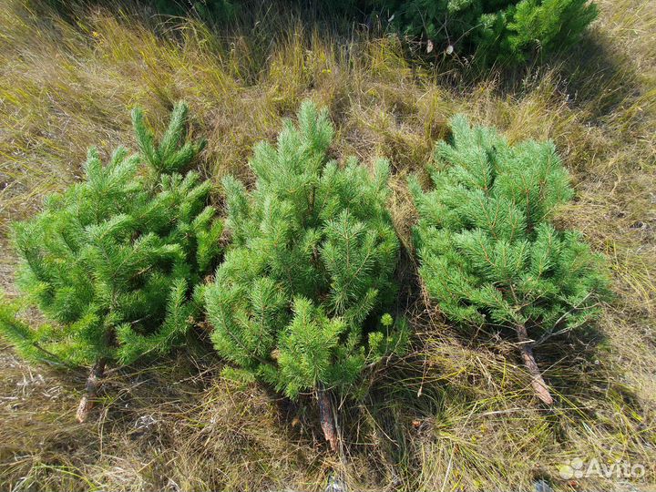Елки Новогодние (сосна)