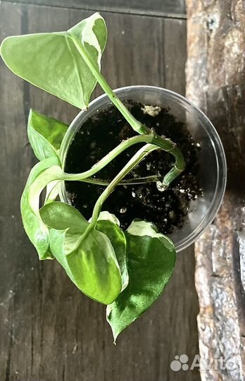 Эпипремнумы, сциндапсусы