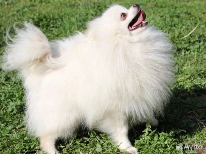 Померанский шпиц