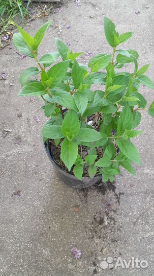 Метельчатая гортензия