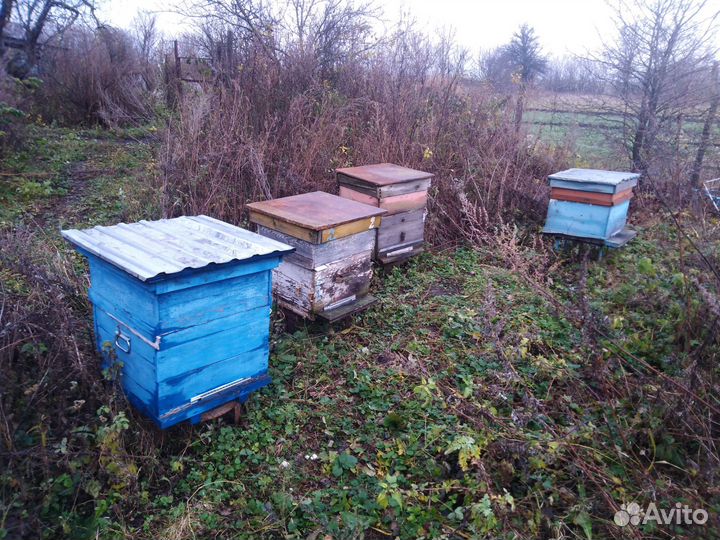 Пчелосемьи с ульями