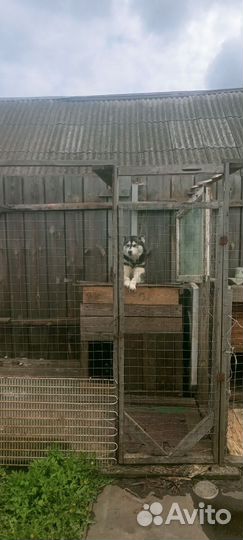 Сибирский хаски