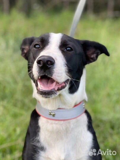 Собака в дар