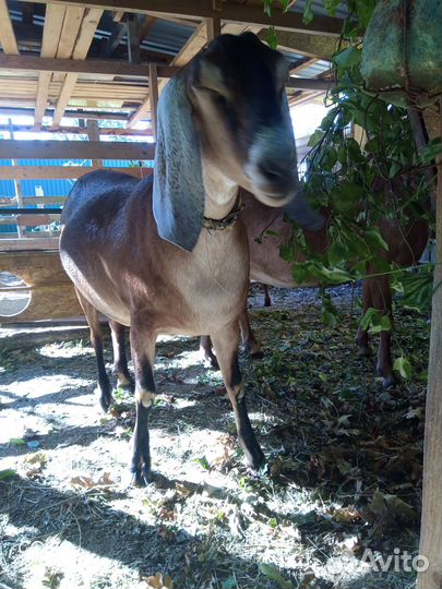 Англо нубийская коза и англо- нубийские козлики