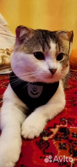 Шотландские кот отдам в добрые руки