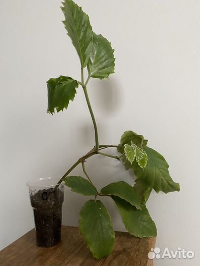 Лиана тетрастигма Вуанье