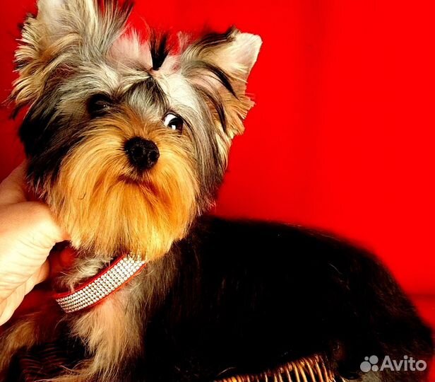 Девочка красавица.ркф