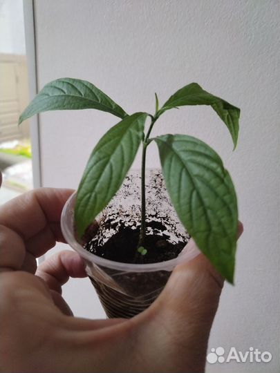 Пахистахис