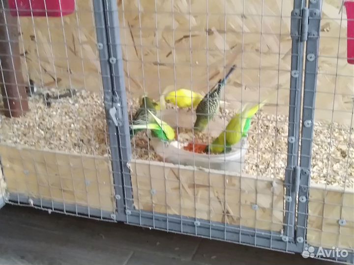 Волнистые попугаи и кореллы