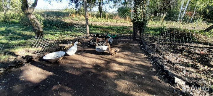 Мускусные утки