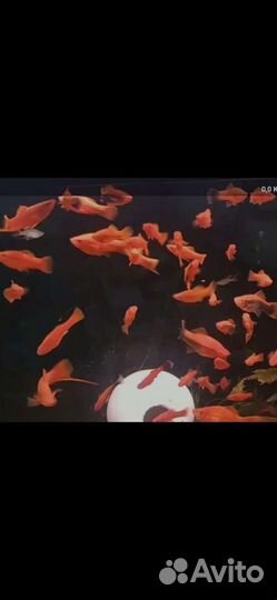 Аквариумные рыбки, мотыль, аулофорус, креветки