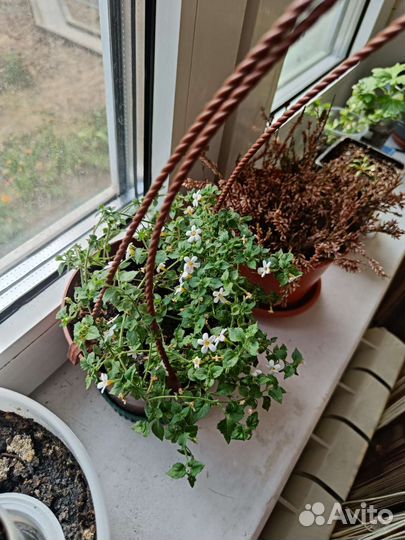 Фуксия сортовая и бакопа