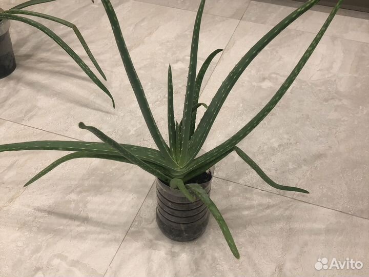 Алоэ лечебный