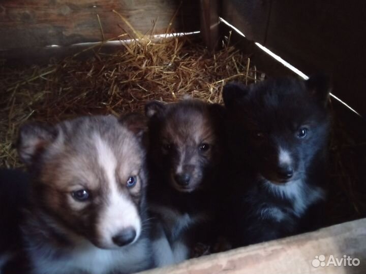 Щенки хаски