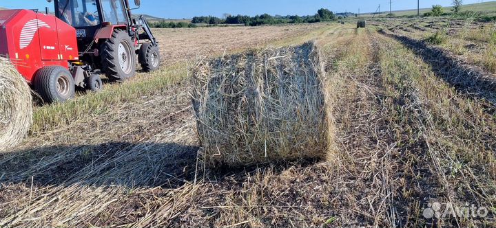 Сено Суданка