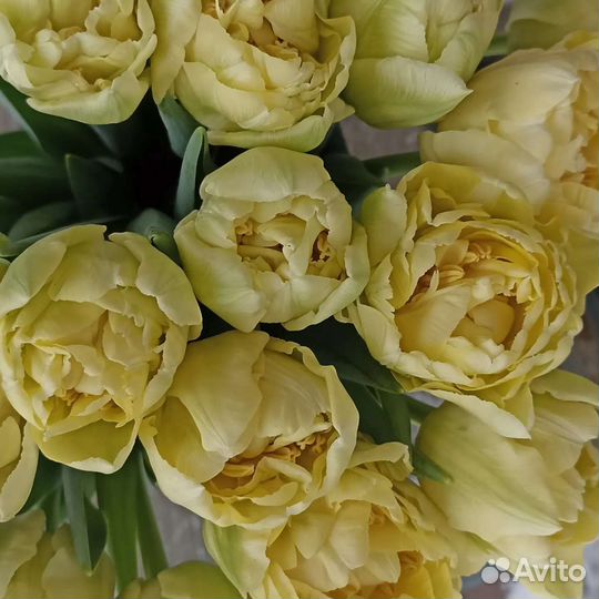 Луковицы тюльпанов