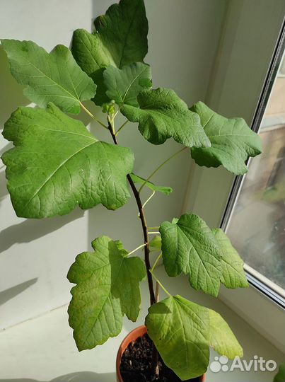 Саженцы инжира