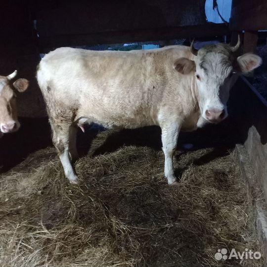 Продам корову первотелка