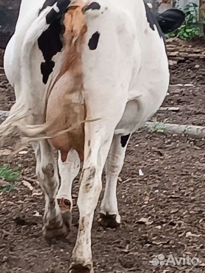 Коровы и телки стельные, быки