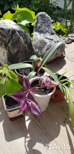 Комнатные растения