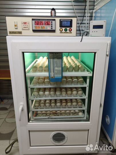 Инкубатор Коробкова